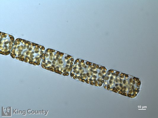 Photo of Dactyliosolen fragilissimus